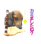 lovelyダックス・Friends（個別スタンプ：30）