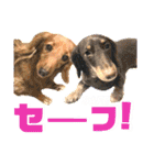 lovelyダックス・Friends（個別スタンプ：34）