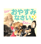lovelyダックス・Friends（個別スタンプ：37）