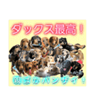 lovelyダックス・Friends（個別スタンプ：40）