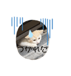 ジジ  Part.1（個別スタンプ：8）