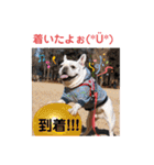 ぽこゴンと仲間たち（個別スタンプ：19）