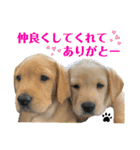 イエローラブラドール犬友と使える言葉Ala（個別スタンプ：1）