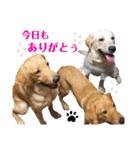 イエローラブラドール犬友と使える言葉Ala（個別スタンプ：2）
