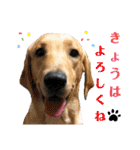 イエローラブラドール犬友と使える言葉Ala（個別スタンプ：3）