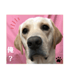 イエローラブラドール犬友と使える言葉Ala（個別スタンプ：4）
