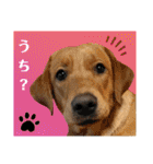 イエローラブラドール犬友と使える言葉Ala（個別スタンプ：5）