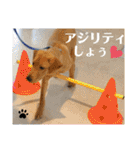 イエローラブラドール犬友と使える言葉Ala（個別スタンプ：6）