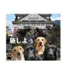 イエローラブラドール犬友と使える言葉Ala（個別スタンプ：7）