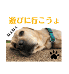 イエローラブラドール犬友と使える言葉Ala（個別スタンプ：8）