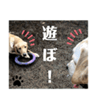 イエローラブラドール犬友と使える言葉Ala（個別スタンプ：9）