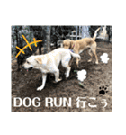 イエローラブラドール犬友と使える言葉Ala（個別スタンプ：10）