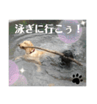 イエローラブラドール犬友と使える言葉Ala（個別スタンプ：11）
