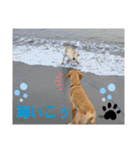 イエローラブラドール犬友と使える言葉Ala（個別スタンプ：12）