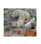イエローラブラドール犬友と使える言葉Ala（個別スタンプ：13）