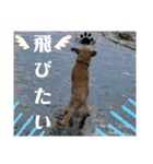 イエローラブラドール犬友と使える言葉Ala（個別スタンプ：14）