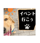 イエローラブラドール犬友と使える言葉Ala（個別スタンプ：15）