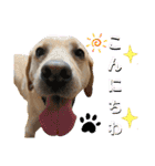 イエローラブラドール犬友と使える言葉Ala（個別スタンプ：17）