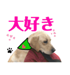 イエローラブラドール犬友と使える言葉Ala（個別スタンプ：18）