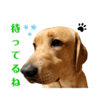 イエローラブラドール犬友と使える言葉Ala（個別スタンプ：19）