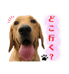 イエローラブラドール犬友と使える言葉Ala（個別スタンプ：20）