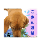 イエローラブラドール犬友と使える言葉Ala（個別スタンプ：21）