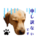 イエローラブラドール犬友と使える言葉Ala（個別スタンプ：22）