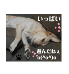 イエローラブラドール犬友と使える言葉Ala（個別スタンプ：25）