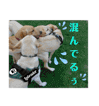 イエローラブラドール犬友と使える言葉Ala（個別スタンプ：26）