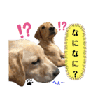 イエローラブラドール犬友と使える言葉Ala（個別スタンプ：27）
