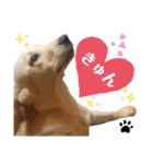 イエローラブラドール犬友と使える言葉Ala（個別スタンプ：28）