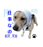 イエローラブラドール犬友と使える言葉Ala（個別スタンプ：29）