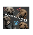 イエローラブラドール犬友と使える言葉Ala（個別スタンプ：31）