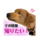 イエローラブラドール犬友と使える言葉Ala（個別スタンプ：32）
