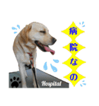 イエローラブラドール犬友と使える言葉Ala（個別スタンプ：34）