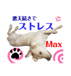 イエローラブラドール犬友と使える言葉Ala（個別スタンプ：38）