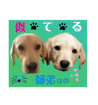 イエローラブラドール犬友と使える言葉Ala（個別スタンプ：39）