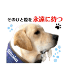 イエローラブラドール犬友と使える言葉Ala（個別スタンプ：40）
