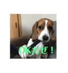 チャッピーさん（個別スタンプ：1）