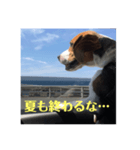 チャッピーさん（個別スタンプ：2）