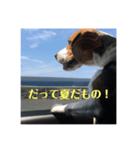 チャッピーさん（個別スタンプ：7）