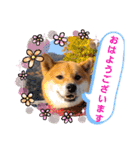 柴犬ジェームスjr.7（個別スタンプ：3）