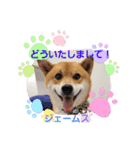 柴犬ジェームスjr.7（個別スタンプ：11）