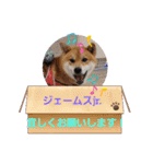 柴犬ジェームスjr.7（個別スタンプ：13）