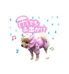 ふわふわポメラニアンのえりちゃん②（個別スタンプ：1）