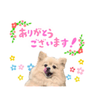 ふわふわポメラニアンのえりちゃん②（個別スタンプ：2）