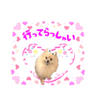 ふわふわポメラニアンのえりちゃん②（個別スタンプ：3）