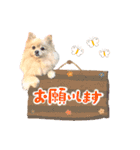 ふわふわポメラニアンのえりちゃん②（個別スタンプ：5）