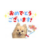 ふわふわポメラニアンのえりちゃん②（個別スタンプ：6）