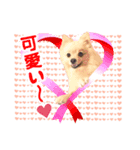 ふわふわポメラニアンのえりちゃん②（個別スタンプ：8）